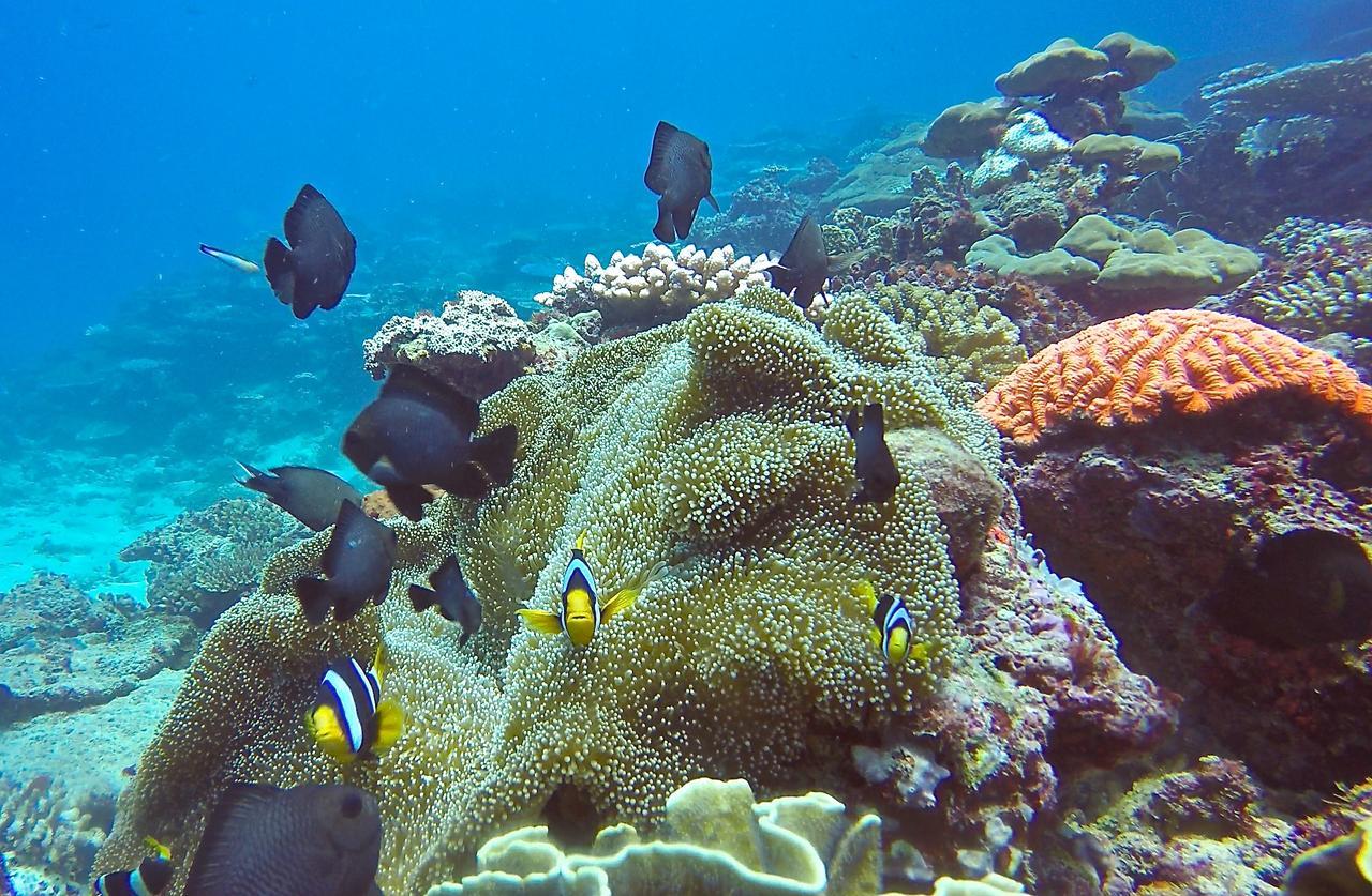Puri Asu Resort Palau Asu エクステリア 写真